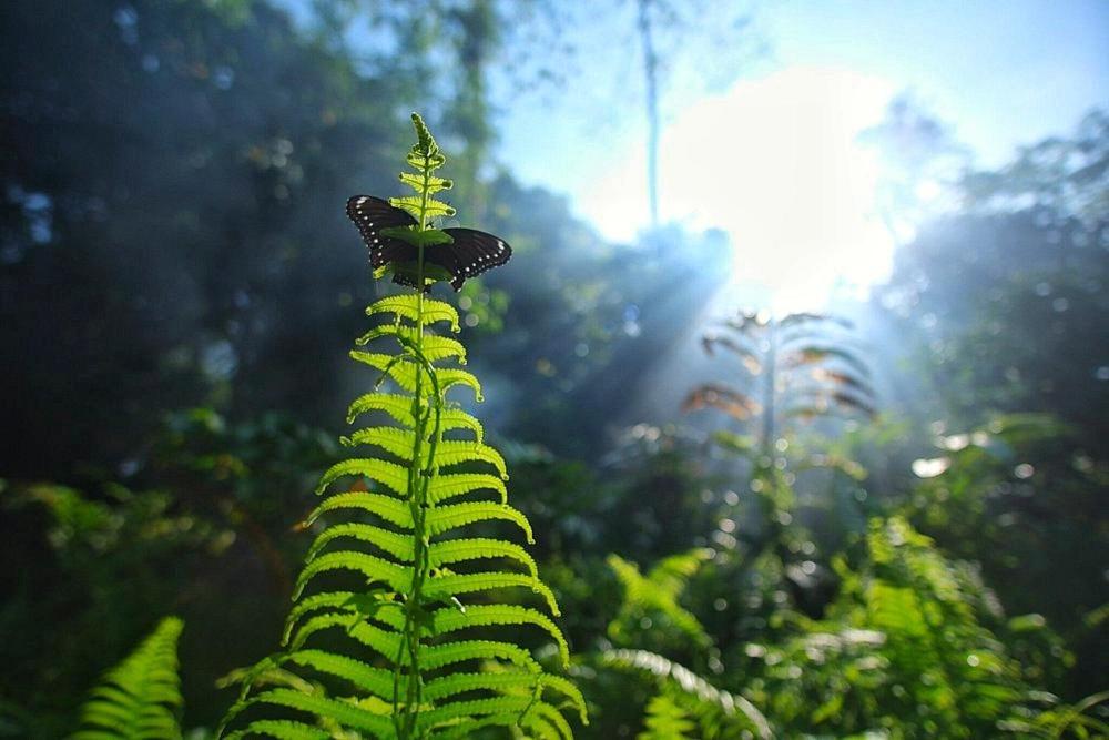Tropical Jungle Lodge & Jungle Trekking Bukit Lawang Exterior photo