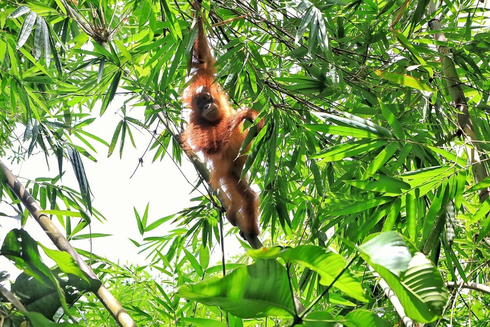 Tropical Jungle Lodge & Jungle Trekking Bukit Lawang Exterior photo