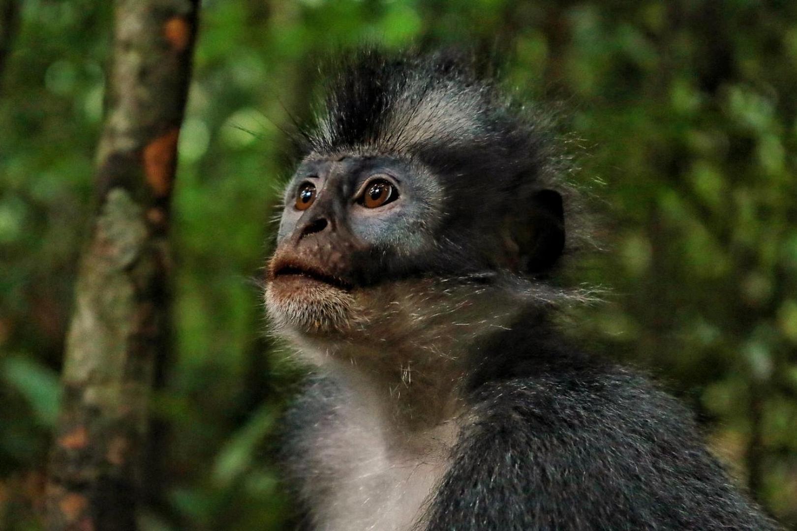 Tropical Jungle Lodge & Jungle Trekking Bukit Lawang Exterior photo