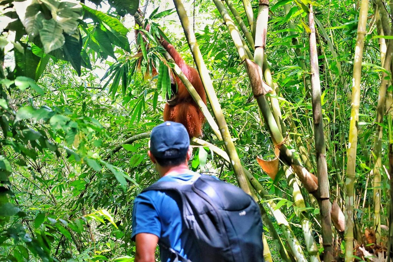Tropical Jungle Lodge & Jungle Trekking Bukit Lawang Exterior photo