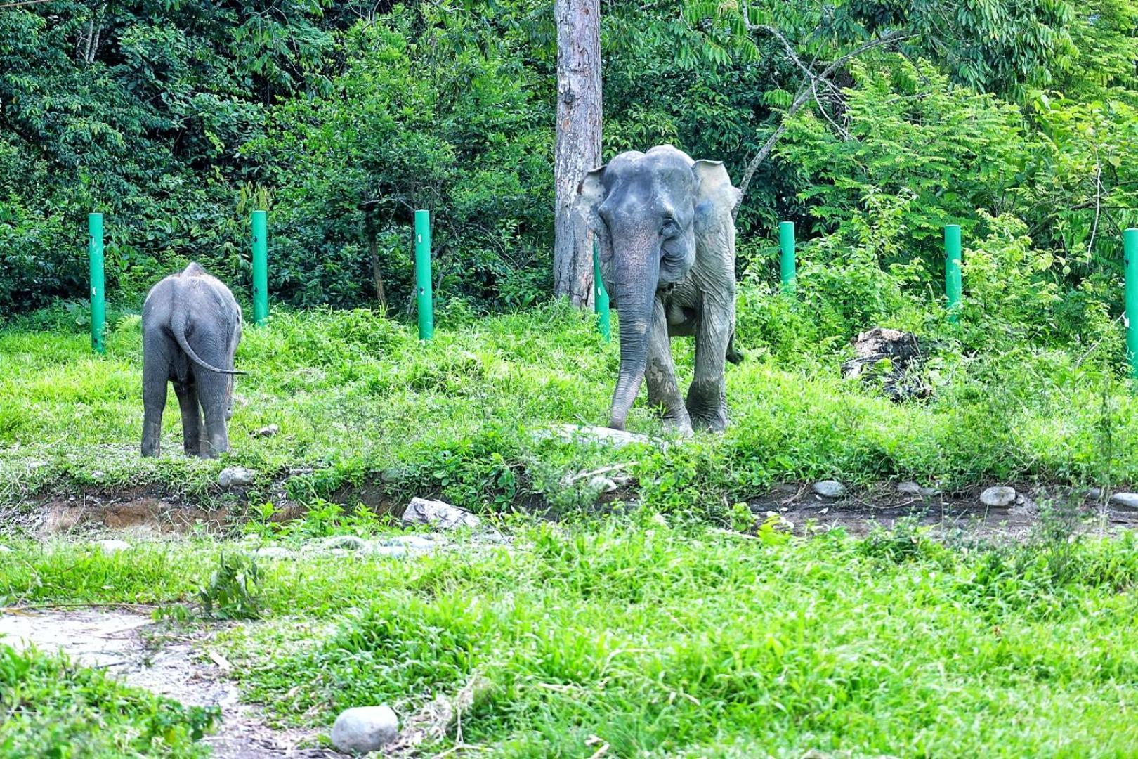 Tropical Jungle Lodge & Jungle Trekking Bukit Lawang Exterior photo