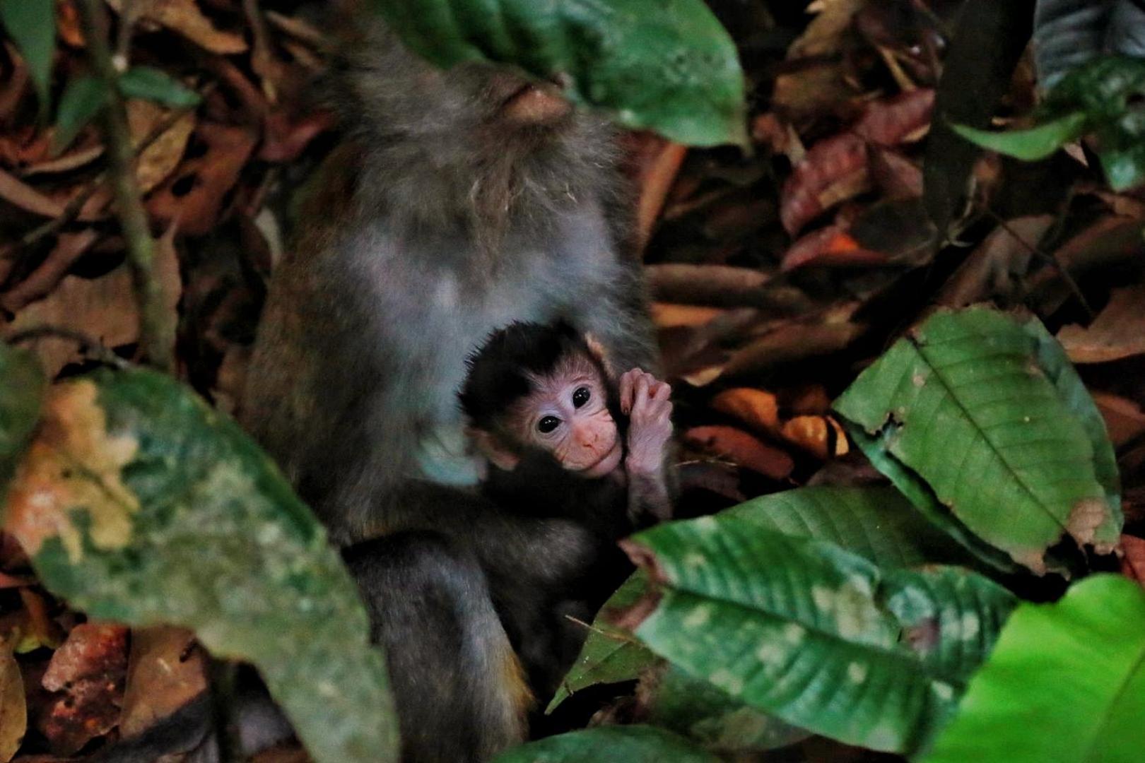 Tropical Jungle Lodge & Jungle Trekking Bukit Lawang Exterior photo